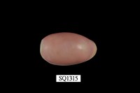 藏品(愛龍寶螺)的圖片